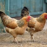 A sustituir por cordero 1er semestre