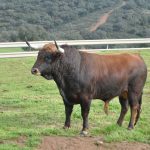 Toro en el campo